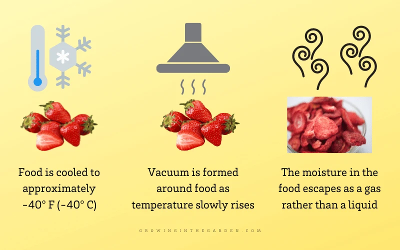 freeze drying process